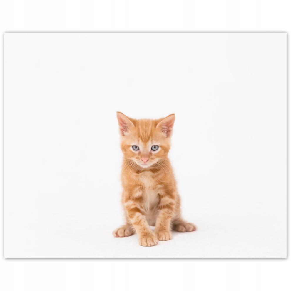 

Plakat 50x40 Kot Kotki Koty Kicia