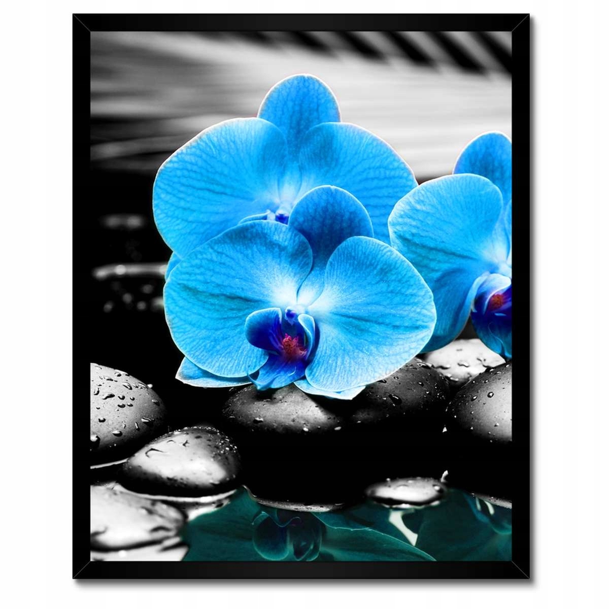 Plakáty v rámu 40x50 Tyrkysový orchidej Květina