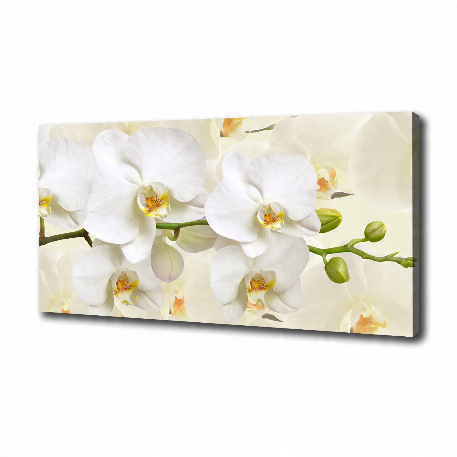 

Foto obraz canvas na ścianę Orchidea 100x50 cm