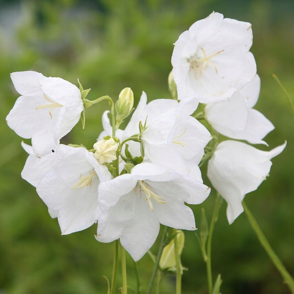Белые колокольчики фото. Колокольчик персиколистный (Campanula persicifolia `Takion White`). Колокольчик персиколистный. Grandiflora Alba. Колокольчик персиколистный (Campanula persicifolia l.).