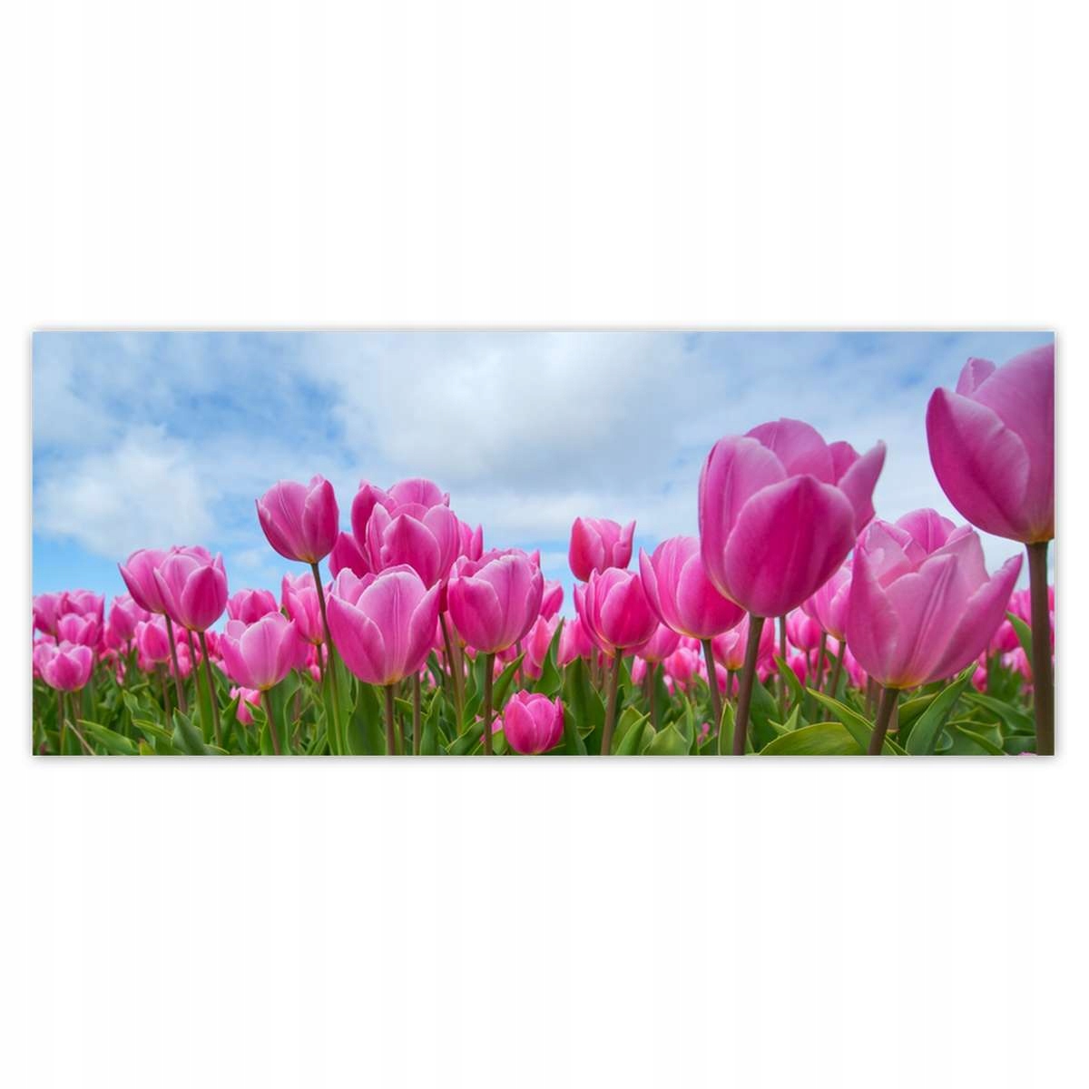 Fototapety 250x104 Tulipány na Valentýna