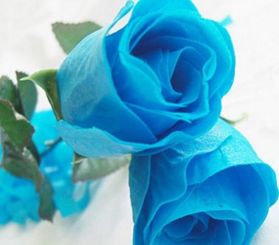 РОЗА ГОЛУБАЯ-СЕМЕНА