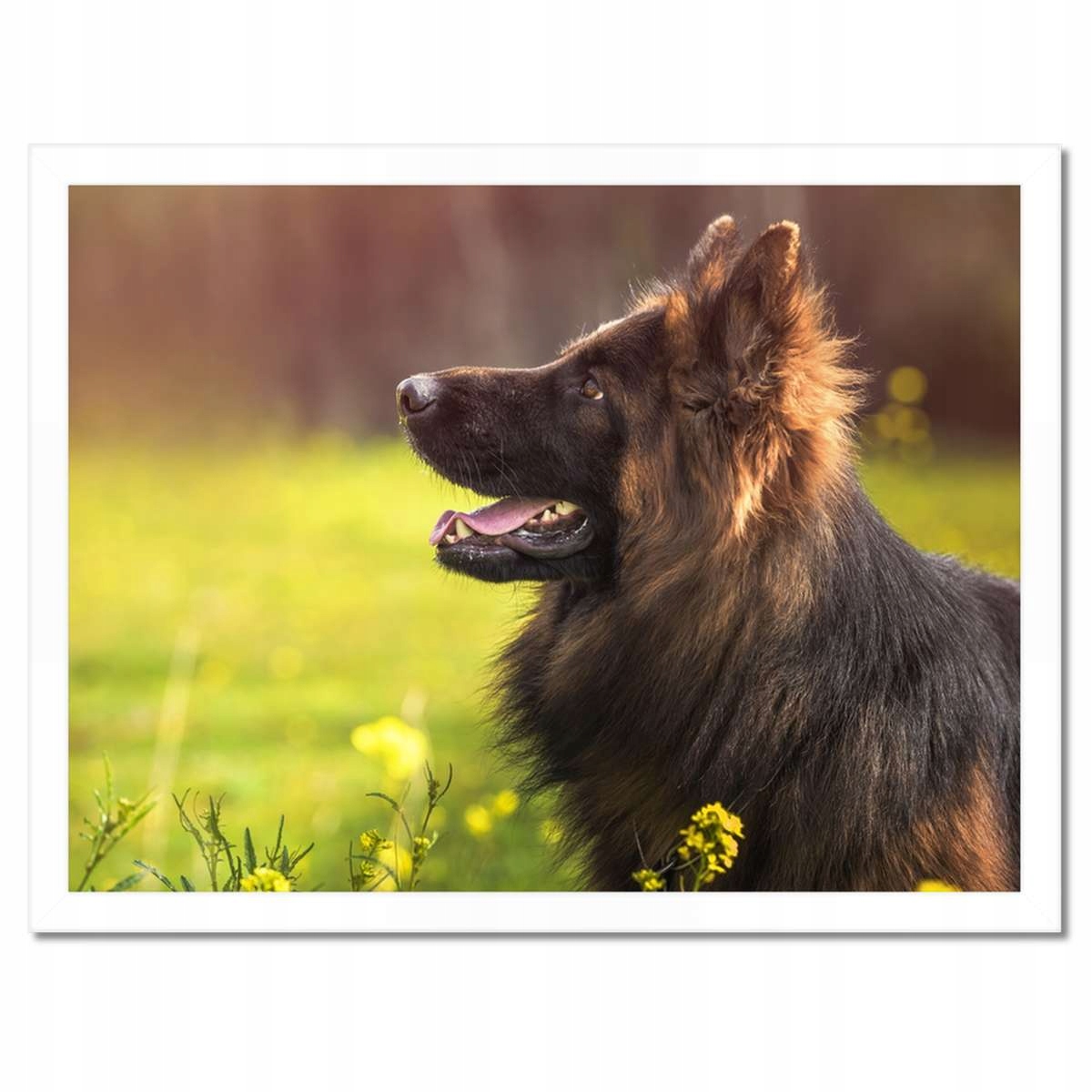 Plakáty v rámu 40x30 Veselý přítel Wilczur