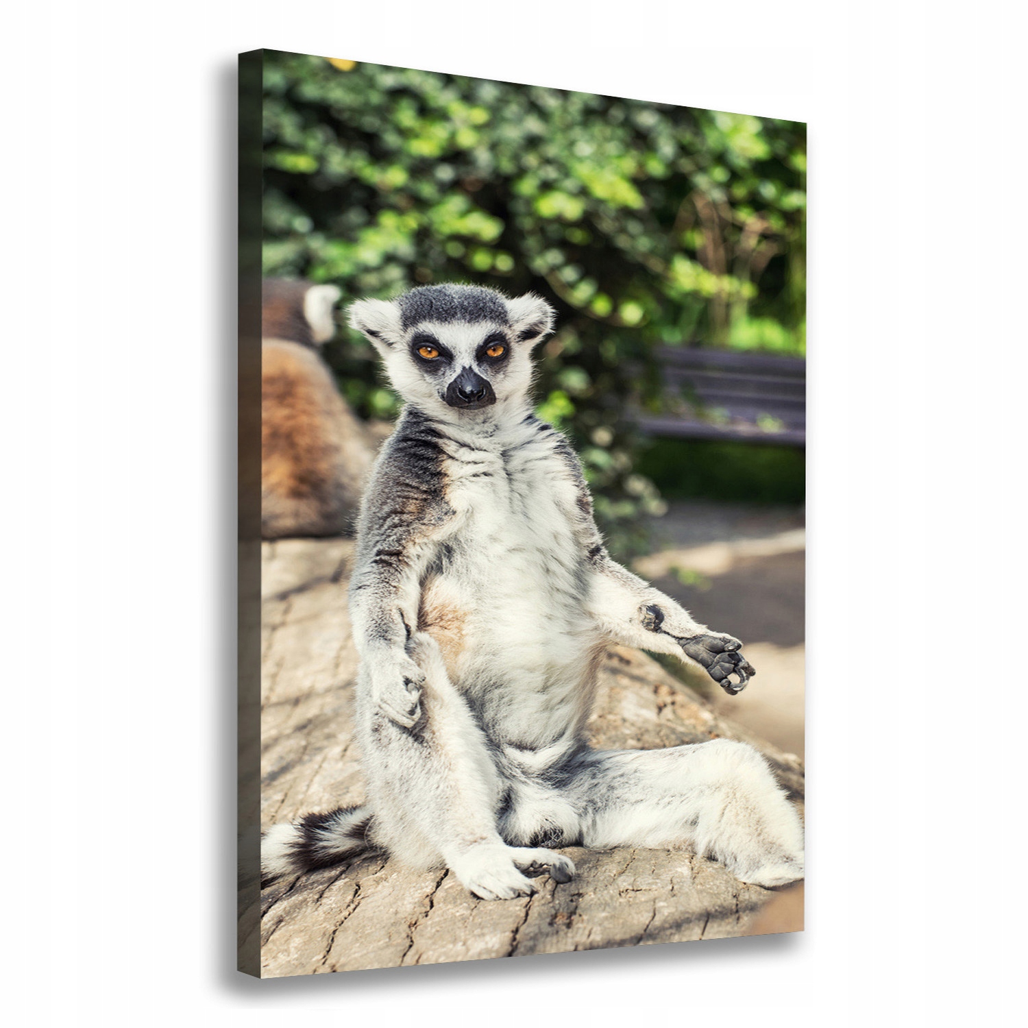 

Foto-obraz zdjęcie na płótnie Lemur 70x100 cm