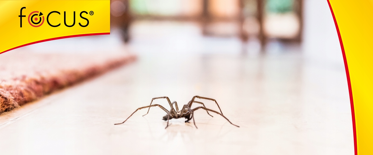 BOMBA DYMNA MOCNA FOGGER ŚRODEK na PLUSKWY KARALUCHY PAJĄKI RYBIKI PCHŁY Stan opakowania oryginalne