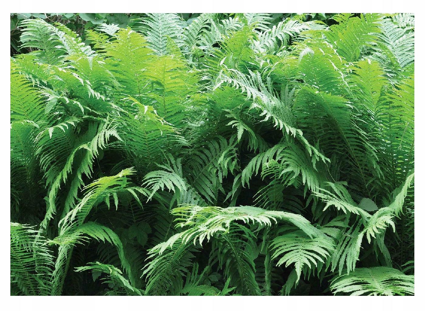 Fototapeta Sluneční Džungle Rostliny Obývací pokoj 416x254