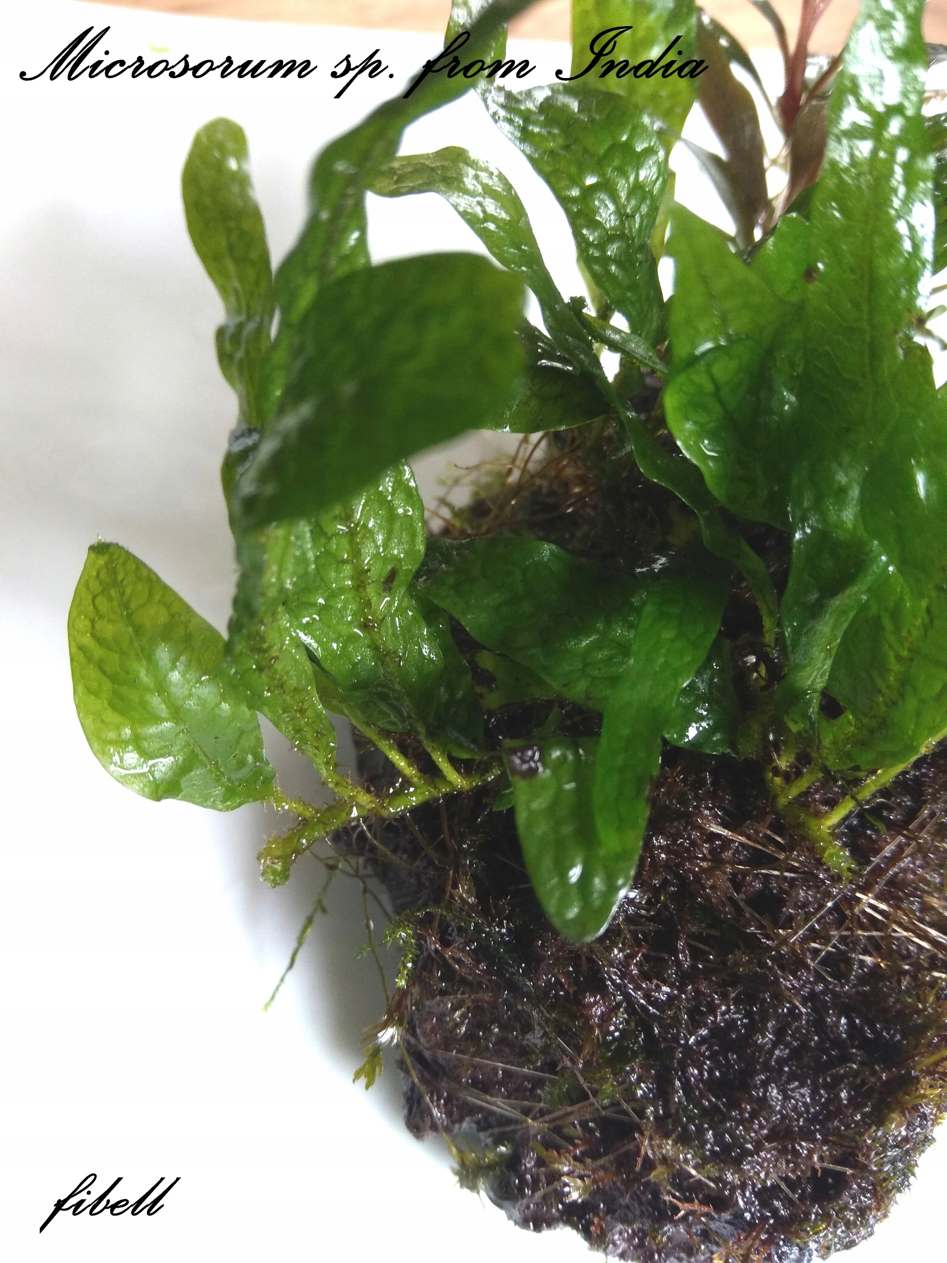Microsorium sp. From India rarytas - od fibell