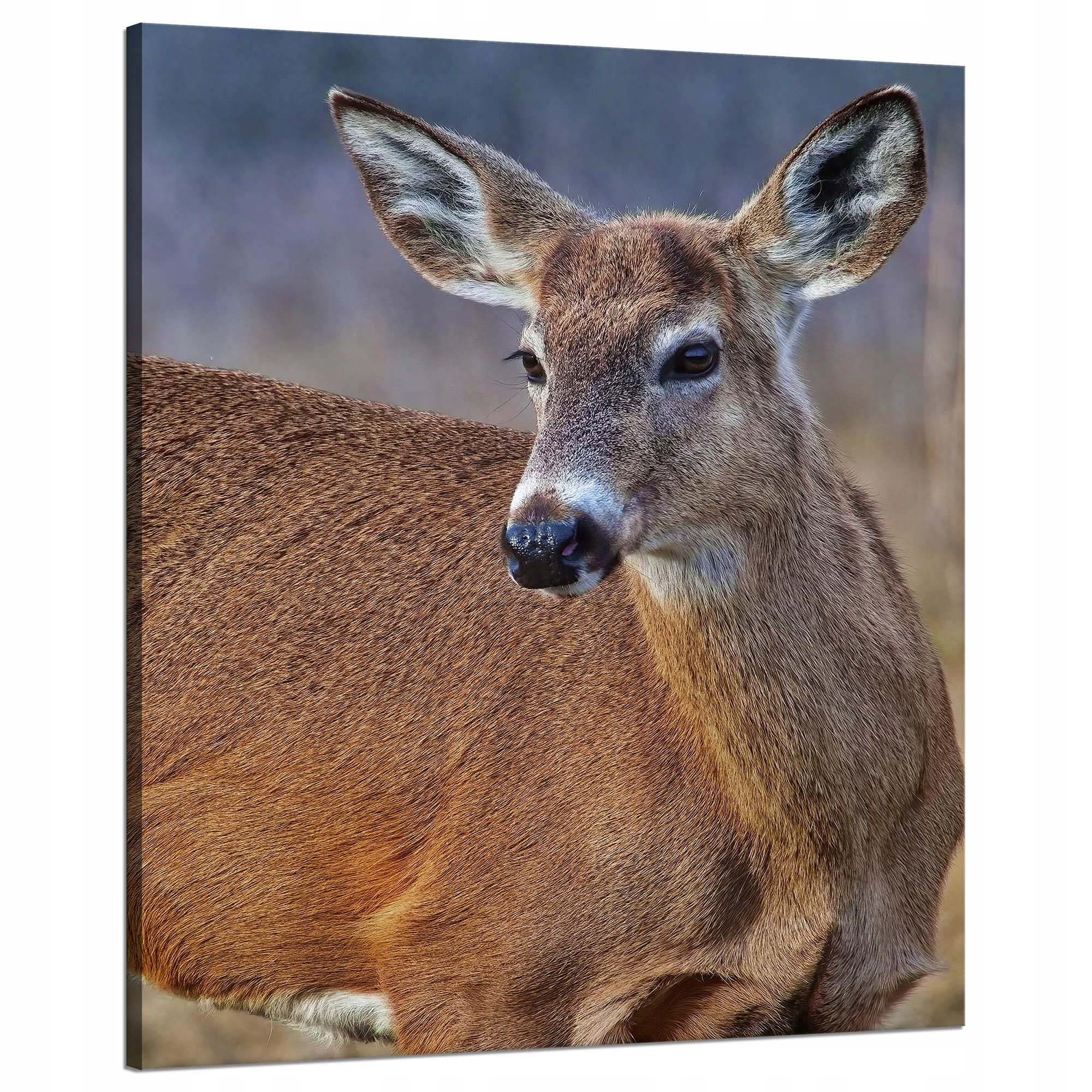 Obraz Canvas Lesní zvířata Srnka Jelonek 80x100