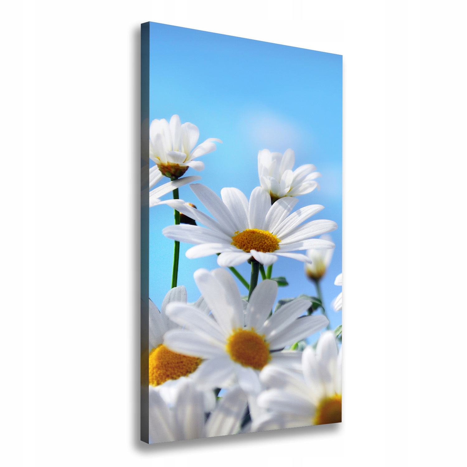 

Foto obraz na płótnie do salonu Stokrotki 60x120cm