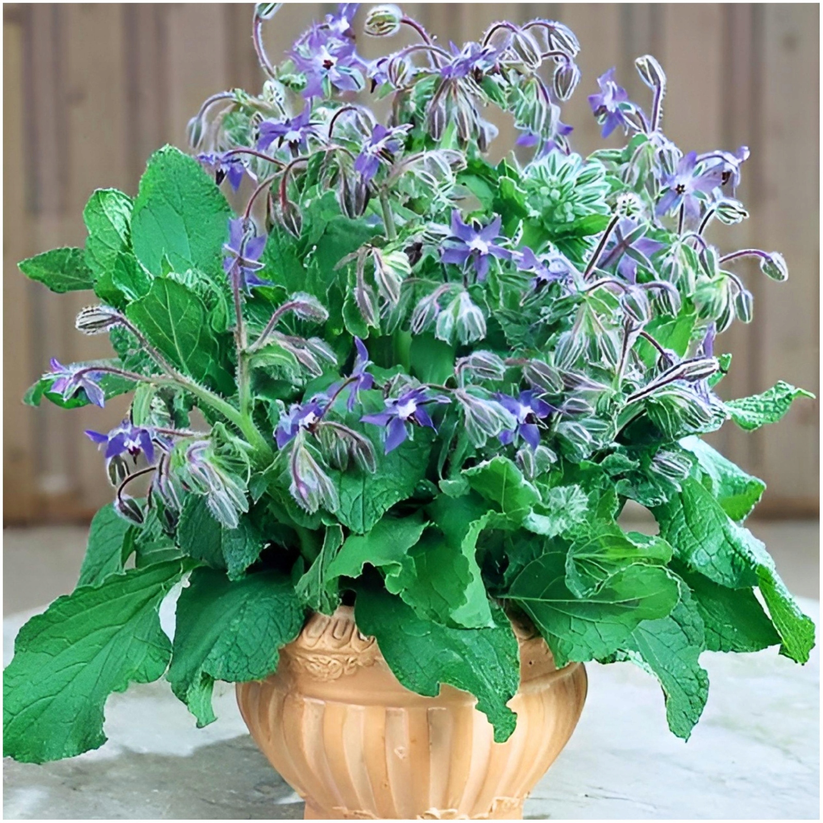 ОДНОЛЕТНИЕ СЕМЯНЫ ОГУРЦА БУРАГО BORAGO OFFICINALIS VIT C MANGAN 2G