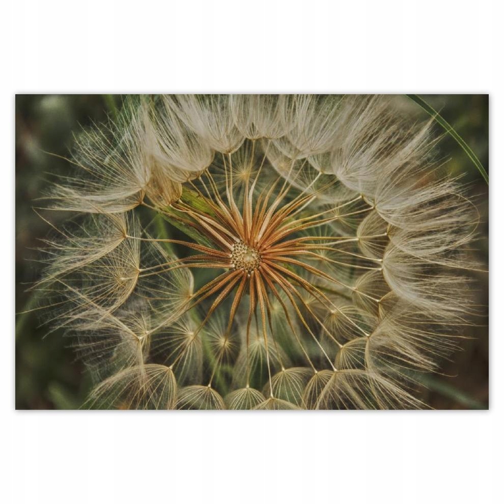 

Plakat 93x62 Dmuchawiec Kwiat Kwiatki