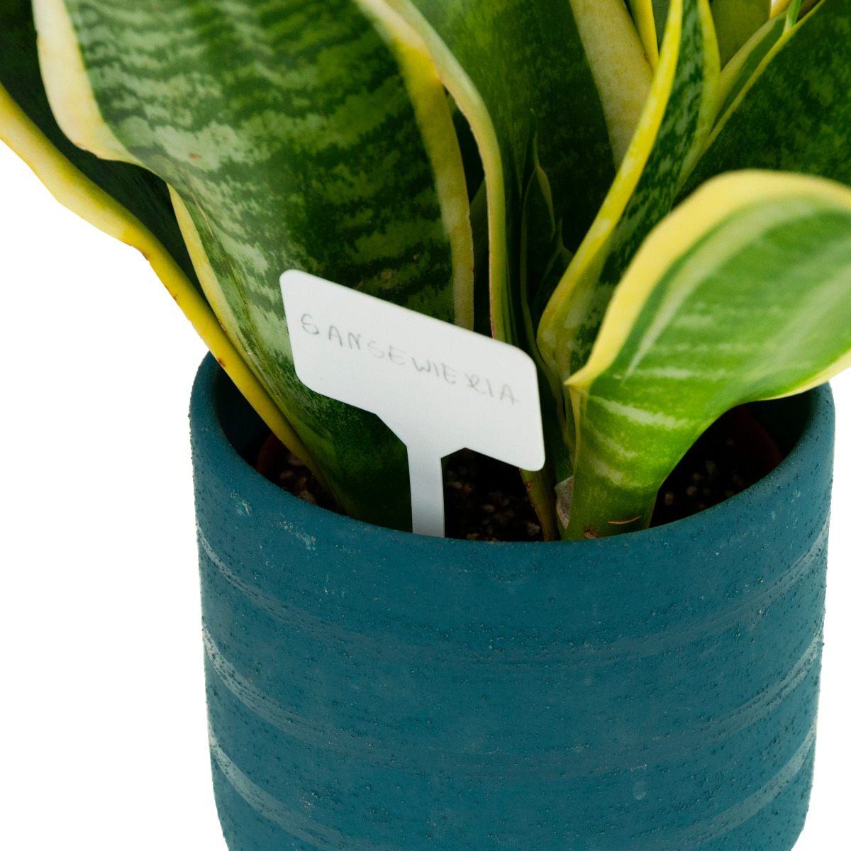 25 TABLICZEK DO OPISYWANIA ROŚLIN 13,5 x 5,5cm Z OŁÓWKIEM Rodzaj tabliczka stojąca