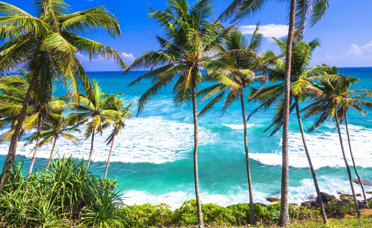 

Fototapeta Flizelinowa Plaża palmy 416x254