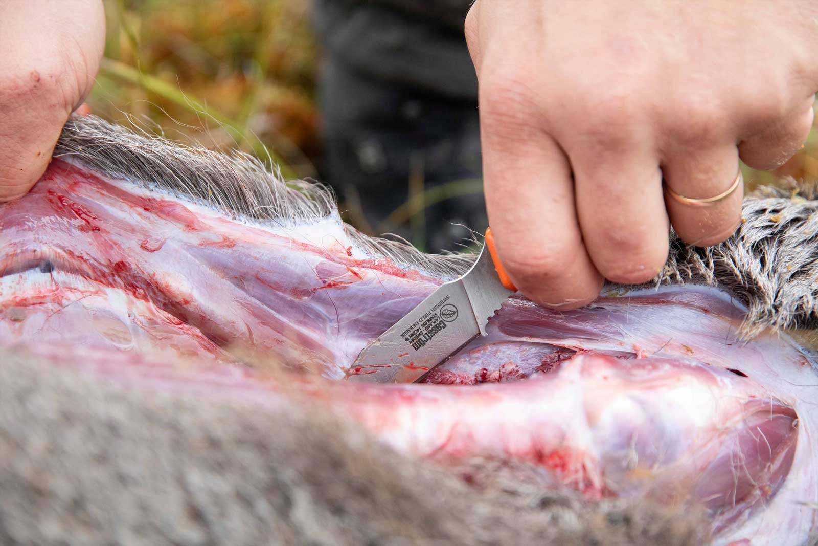 Casstrom Nůž Swedish Field Dresser StaCurly Birch pro vykuchání