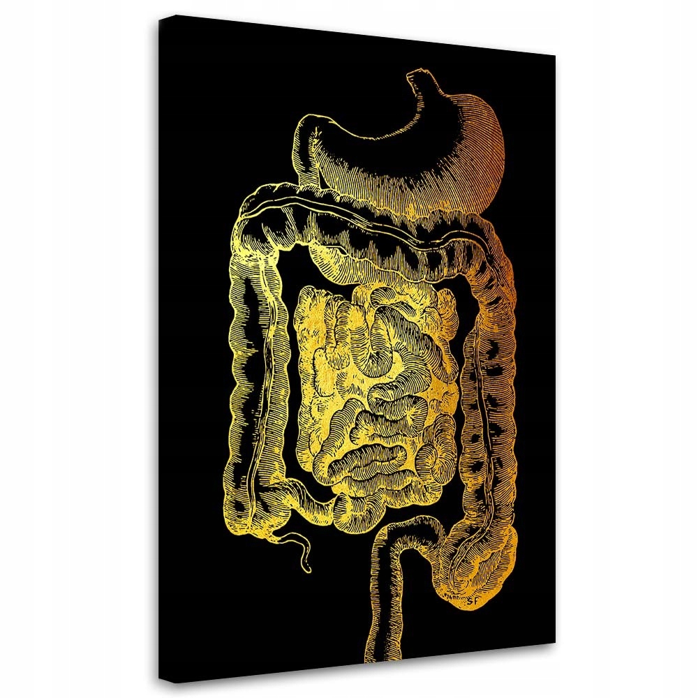 Obraz na plátně, Zlatá vize anatomie 40x60