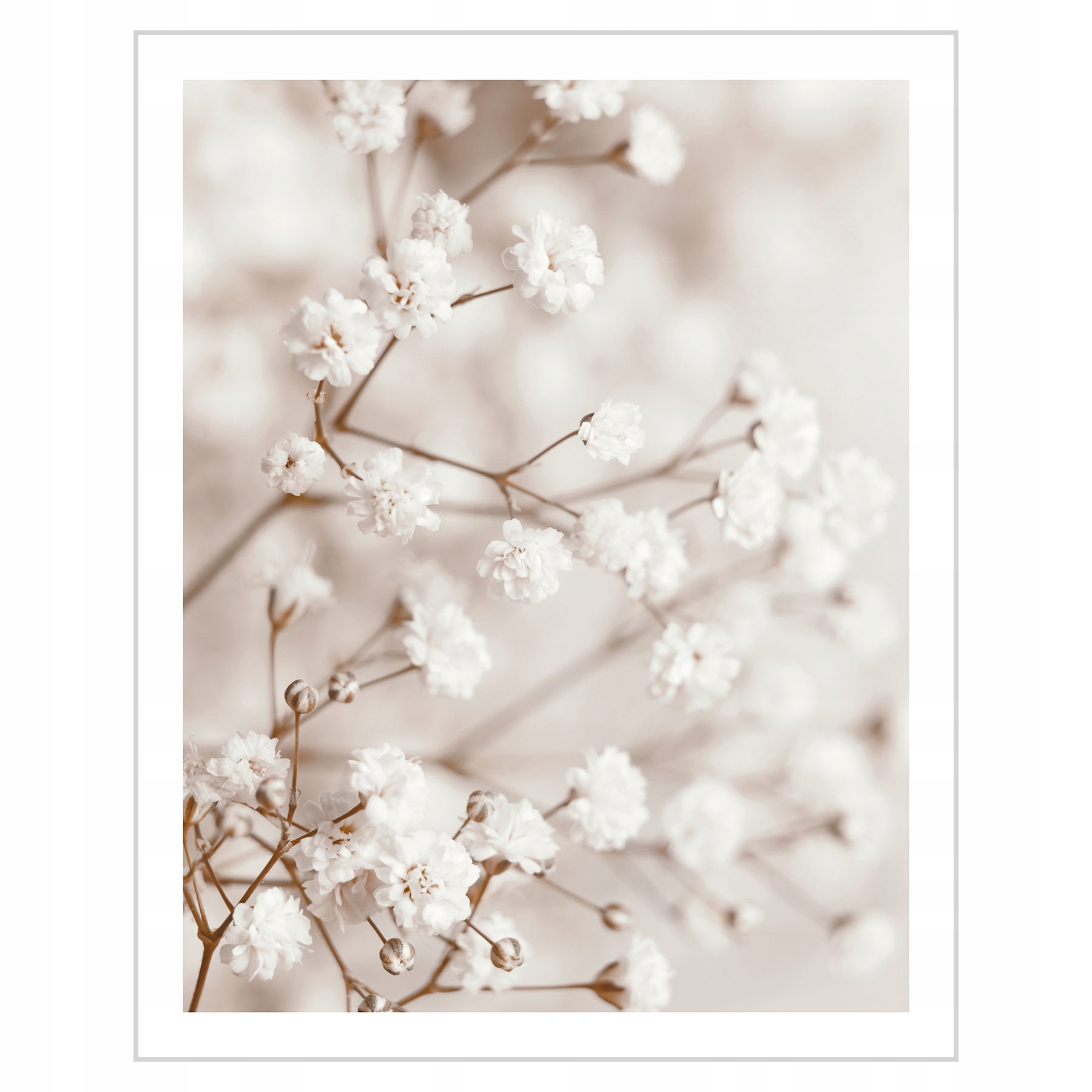 

Plakat 40x50 Kwiaty ecru