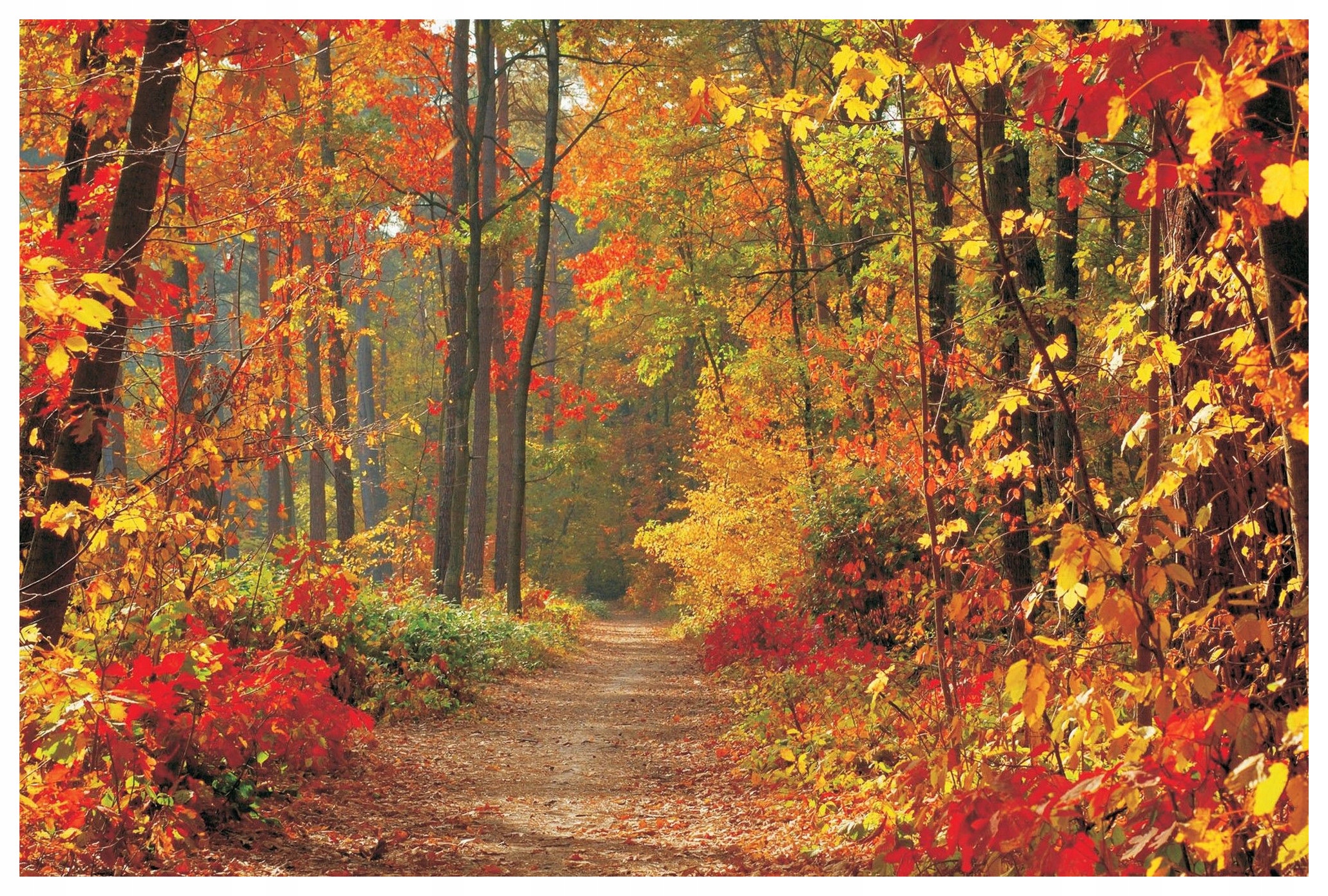 Fototapeta Zlatý podzim Listy Les Cesta vinylová 208x146 lepidlo