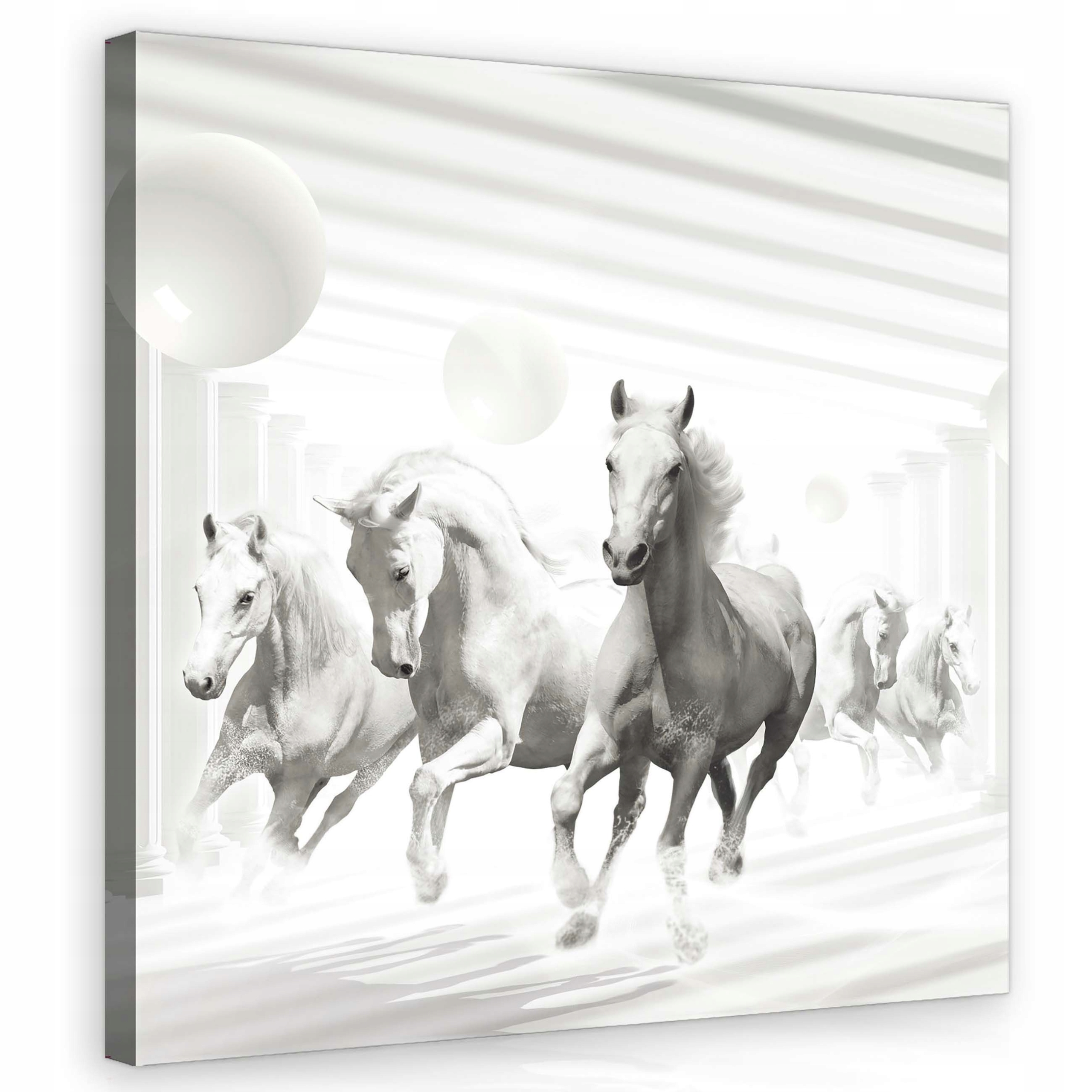 Obraz 80x80 Minimalistická elegance Koně v bílé barvě do ložnice