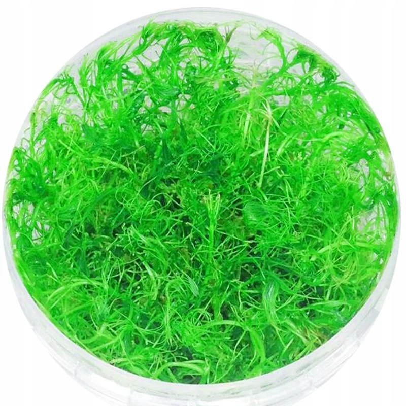 ROŚLINA DO AKWARIUM ZIELONE LIŚCIE CIEKAWY WYGLĄD Bacopa Myriophylloides