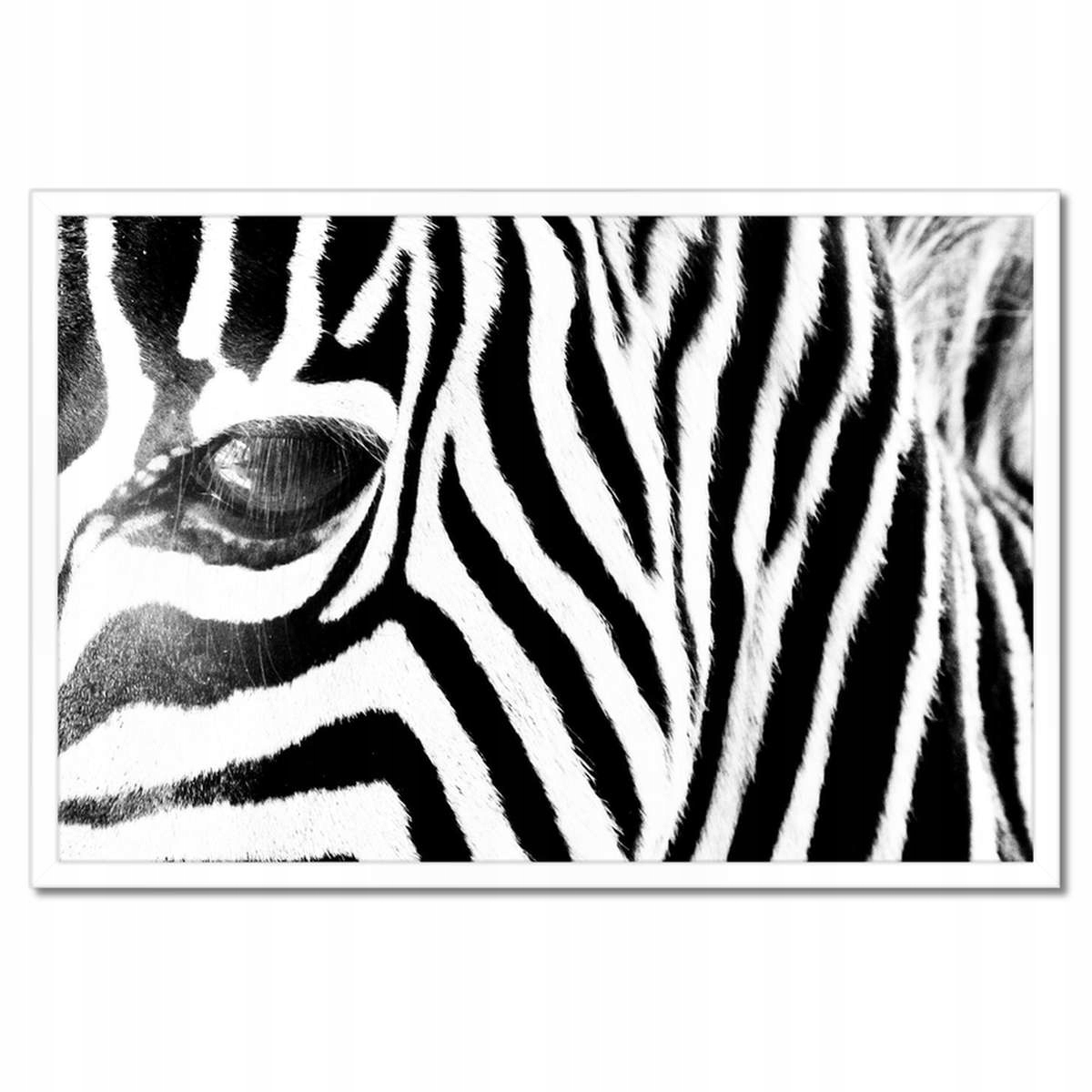 Plakáty v rámu 60x40 Zebra Pruhy