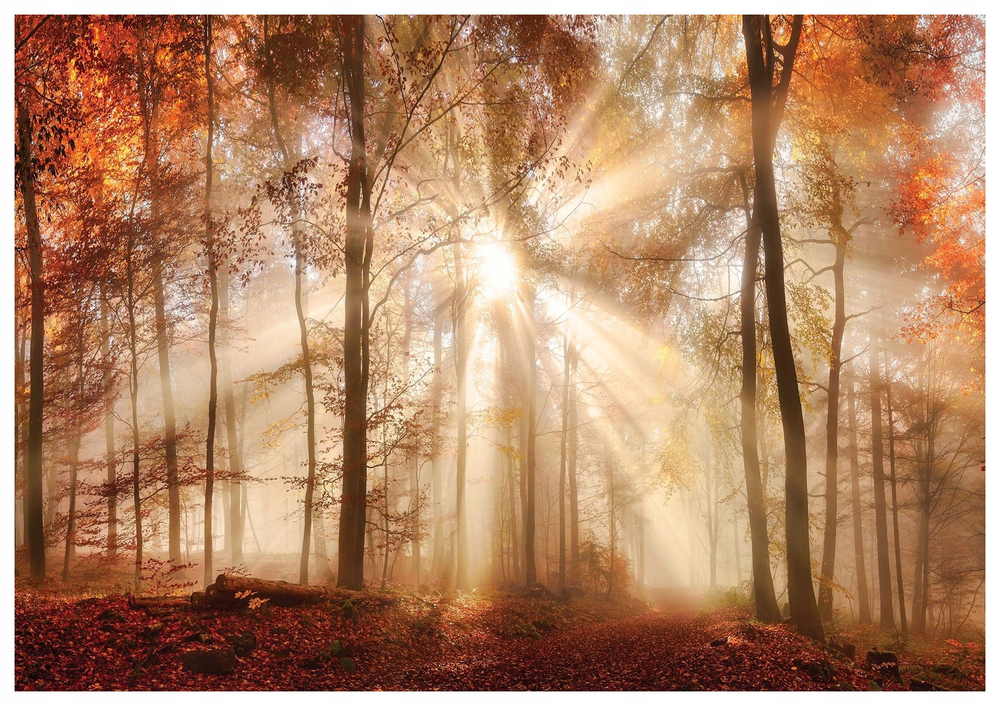 Vliesová fototapeta Les v mlze, cesta na ranním slunci 200x140 lepidlo