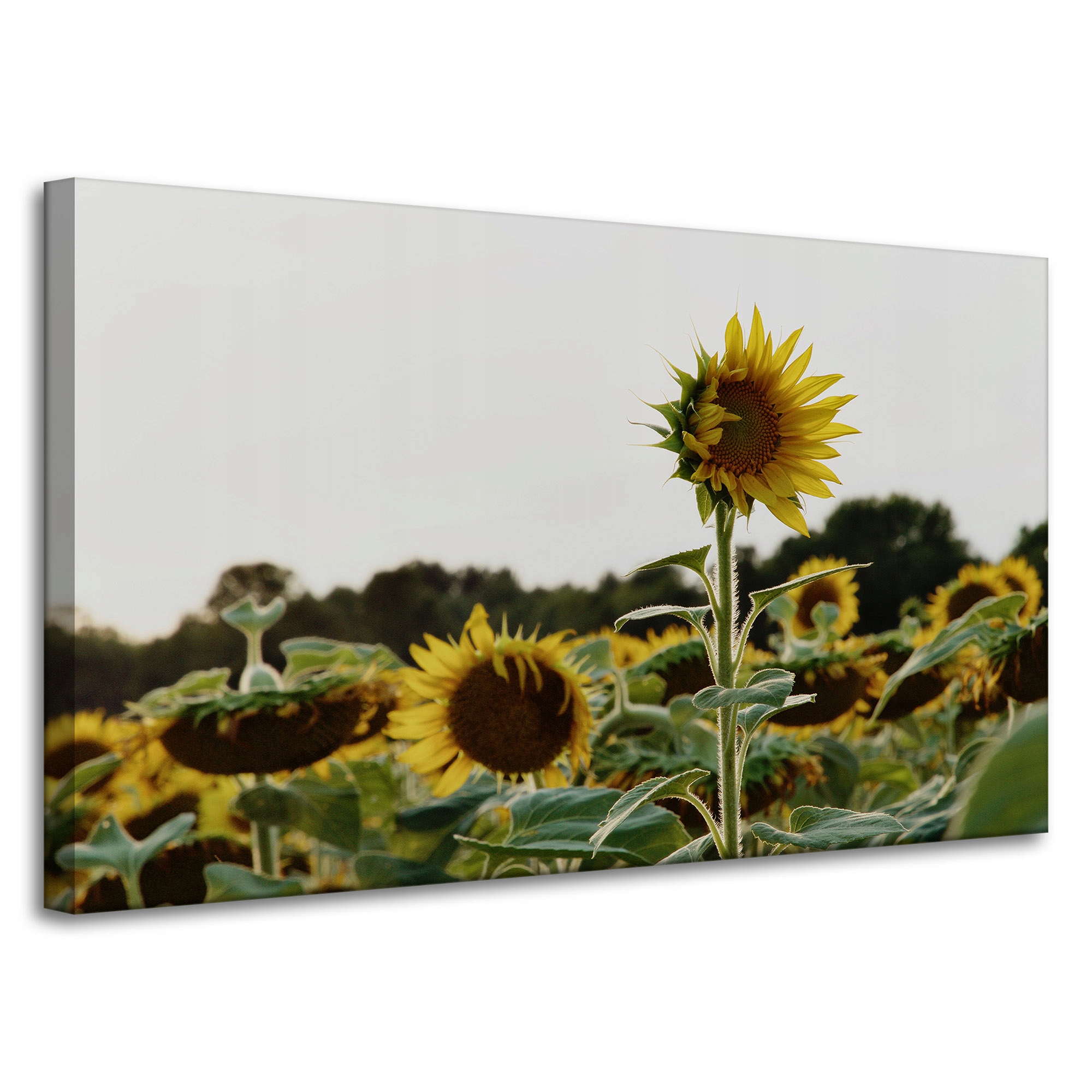 Obraz Canvas Botanika Slunečnice na poli 100x60