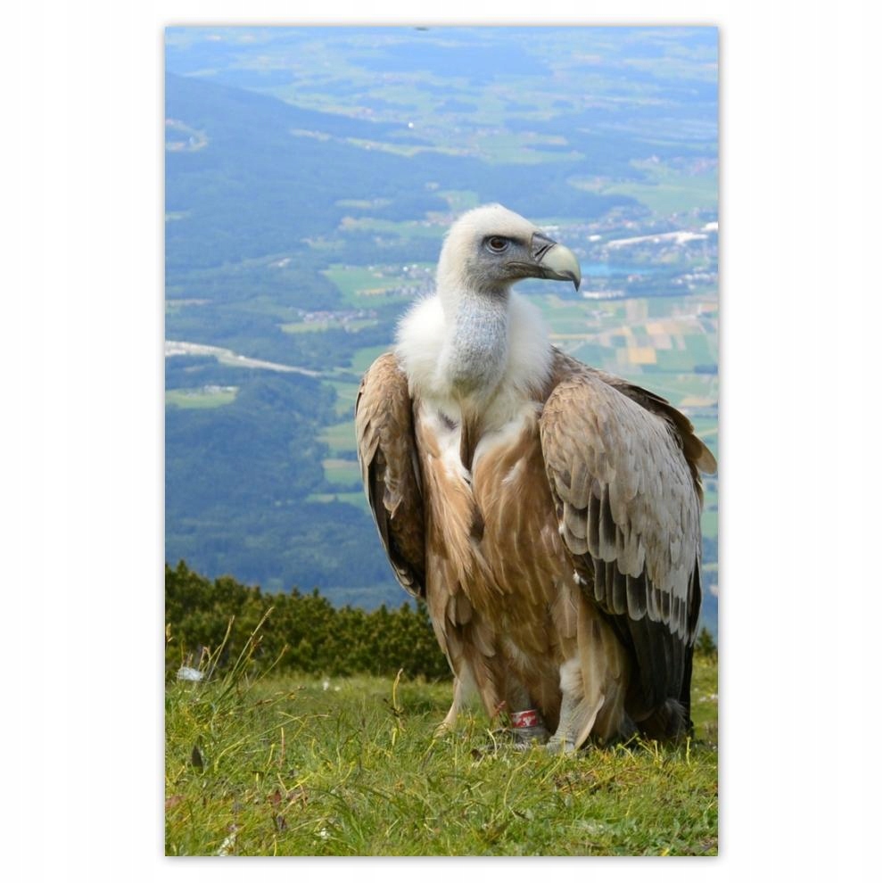 

Plakat 62x93 Groźne spojrzenie