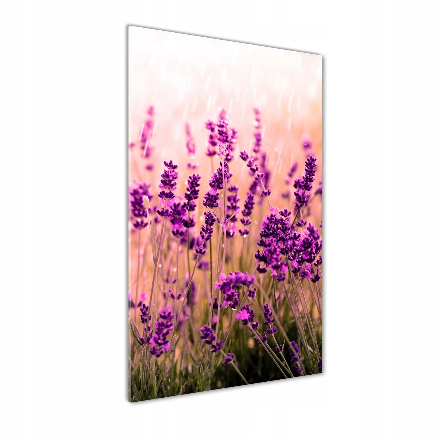 

Nowoczesny fotoobraz akrylowy Pole lawendy 70x140
