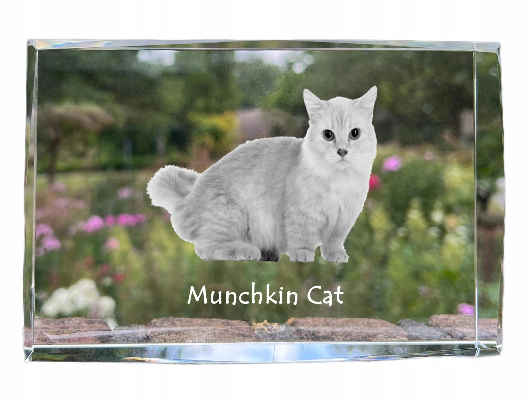 Mačka Munchkin foto v kryštáli, suvenír, trofej, poďakovanie