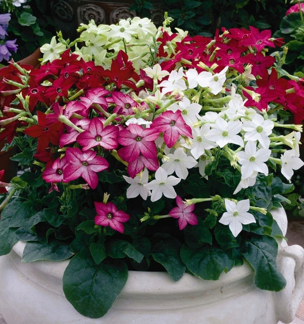 Semená tabaku ozdobná zmes farieb 1 g Značka W. Legutko