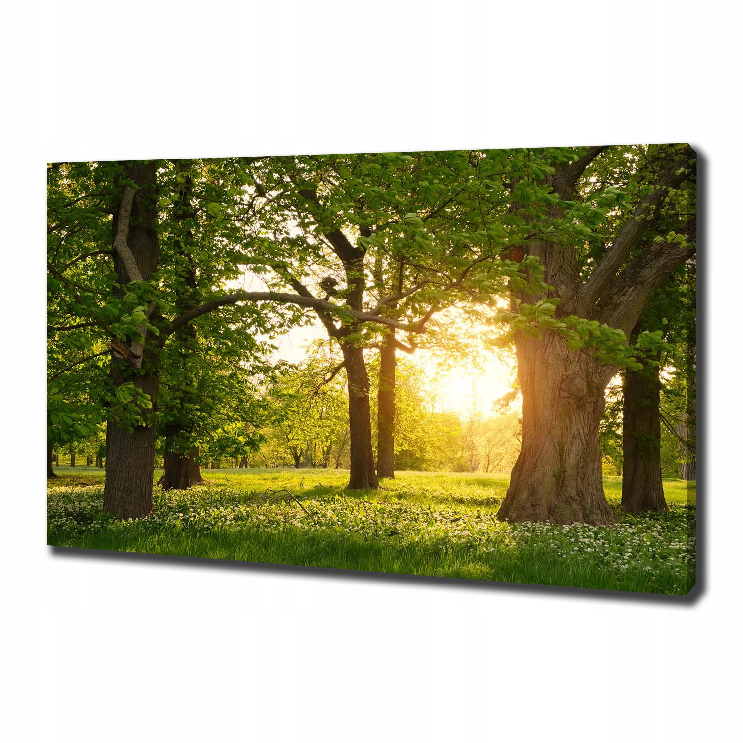 

Foto obraz na płótnie Drzewa w parku 100x70 cm
