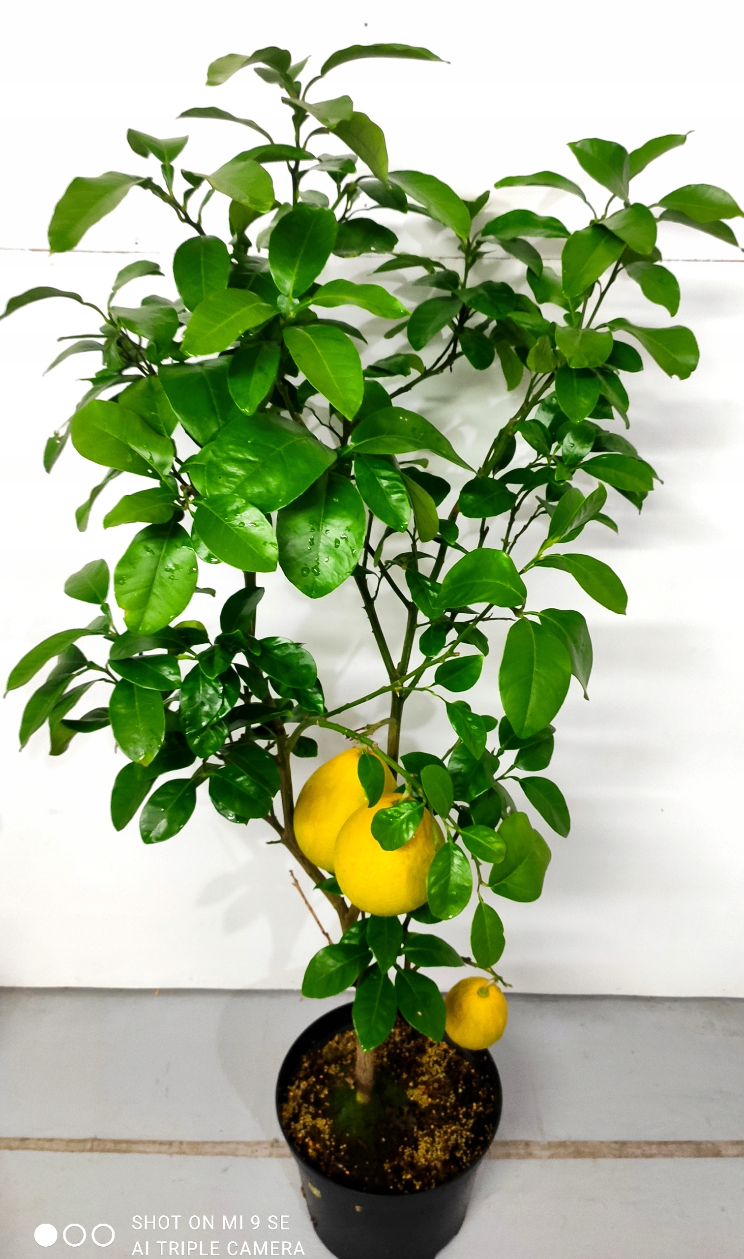 Ziemia do CYTRUSÓW + Nawóz Osmocote 3L cytryna