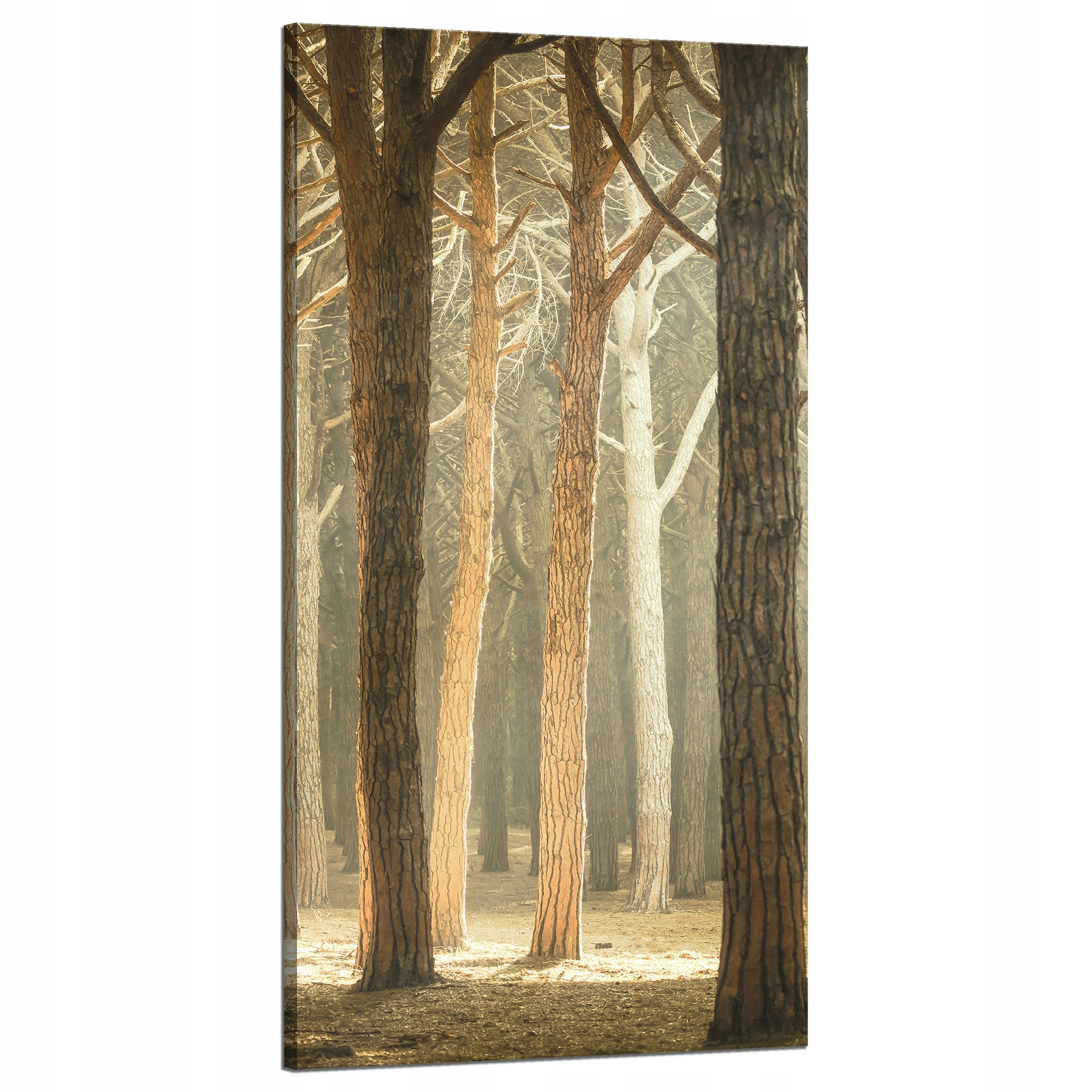 Obraz na plátně Stromy Světlo Příroda Les 60x120 cm Ideální jako dárek