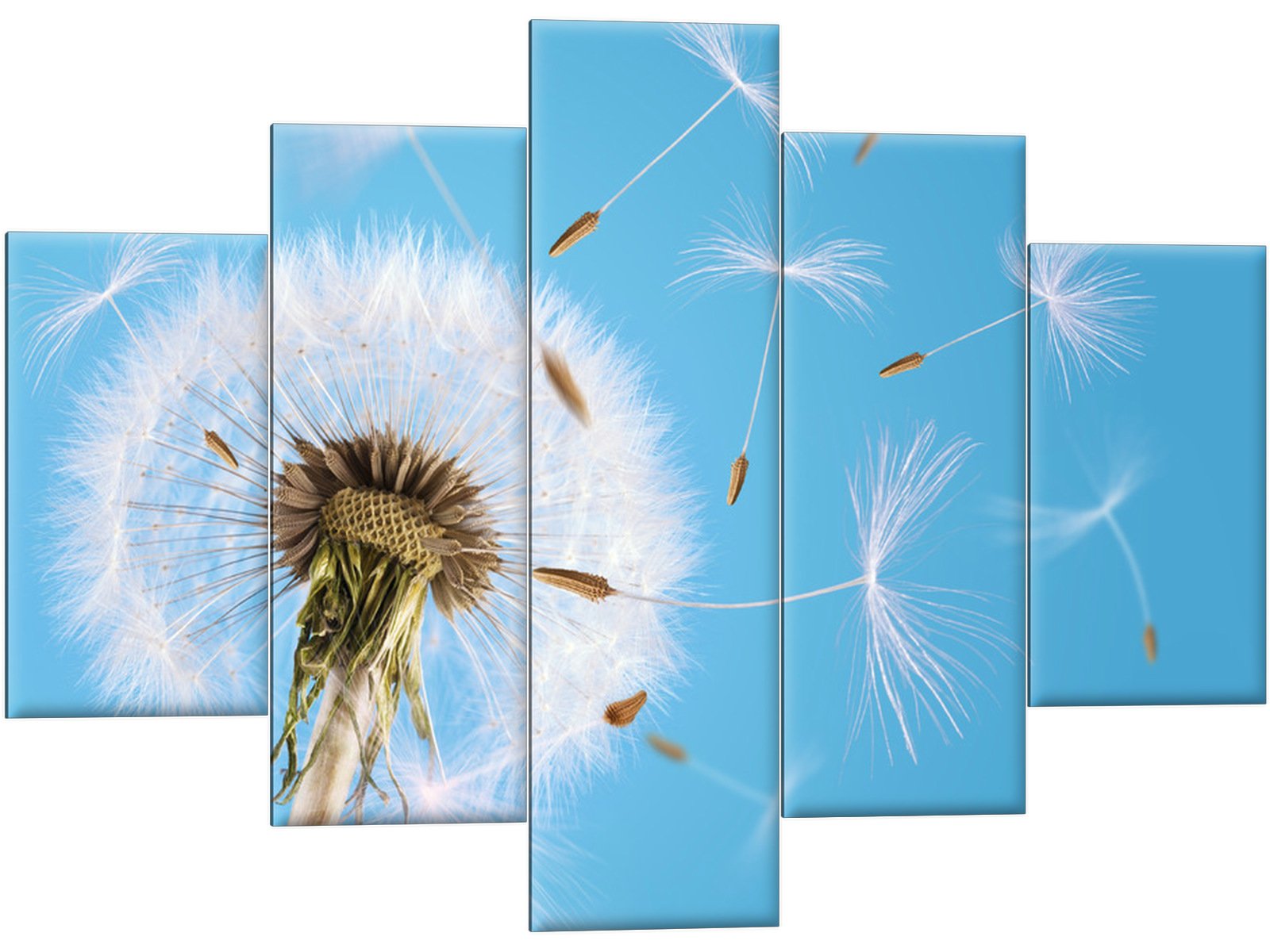 

Obraz tryptyk Dmuchawiec 150x105 Mleczyk Obrazy