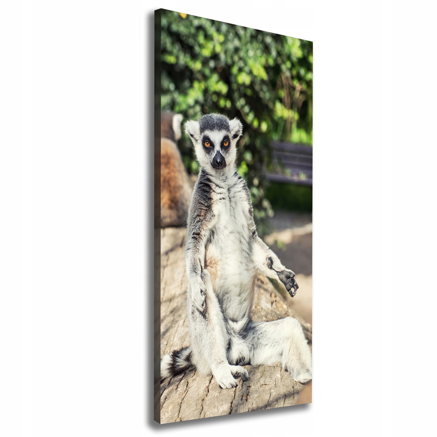 

Foto-obraz zdjęcie na płótnie Lemur 50x125 cm
