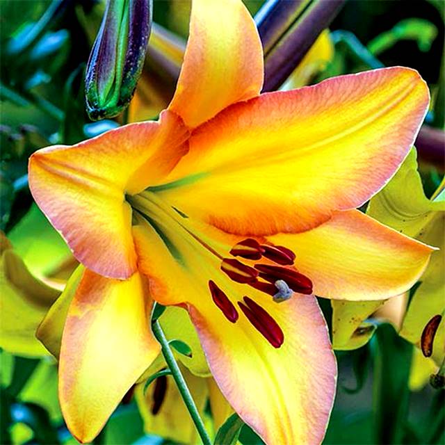 Lilia drzewiasta Rising Moon 1 szt. cebulki cebule lilii