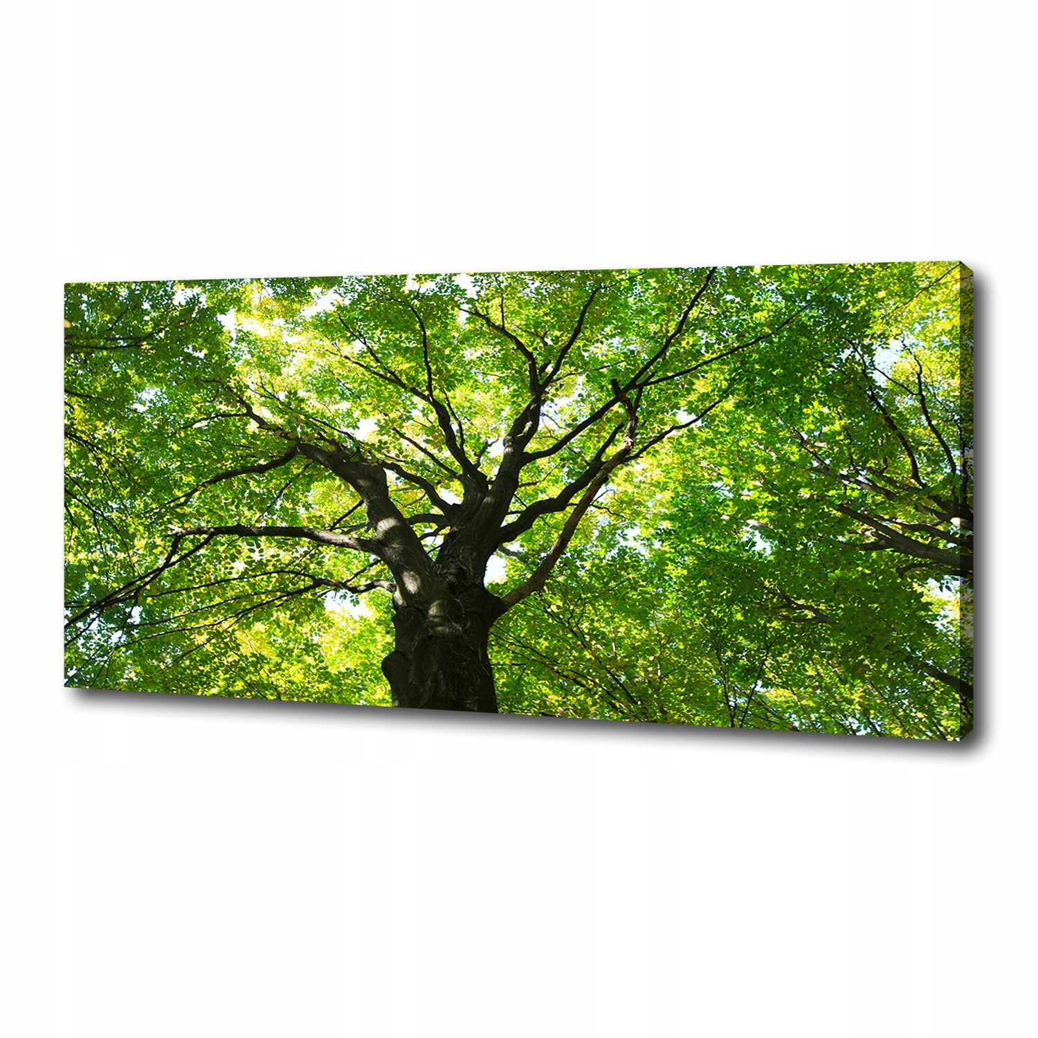 Fotoobraz canvas na zeď Zelený les 125x50 cm
