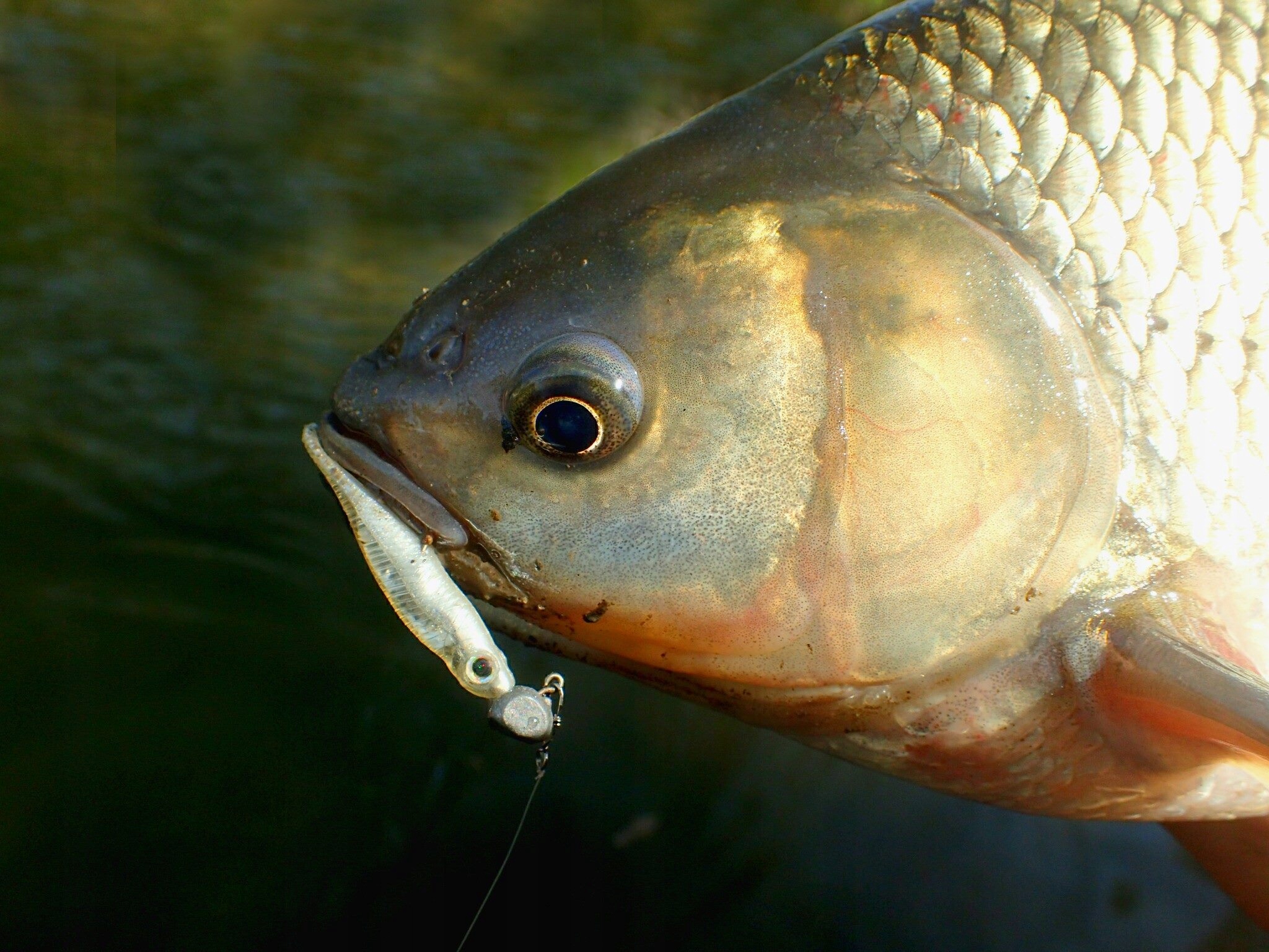 Guma Jaskółka Fish Arrow 5,5 cm killer Pstrąg Okoń Kod producenta Flash-J Split 2