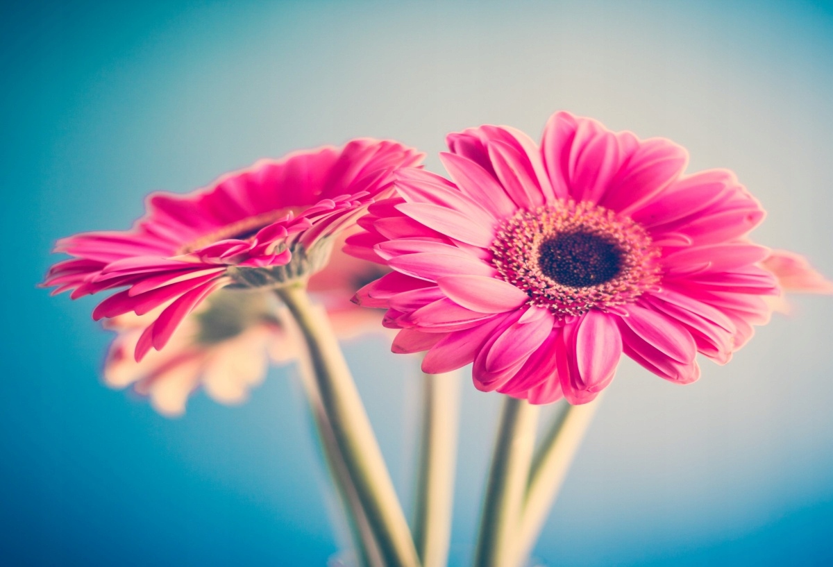 

Tapeta flizelinowa Różowe kwiaty - 104x70