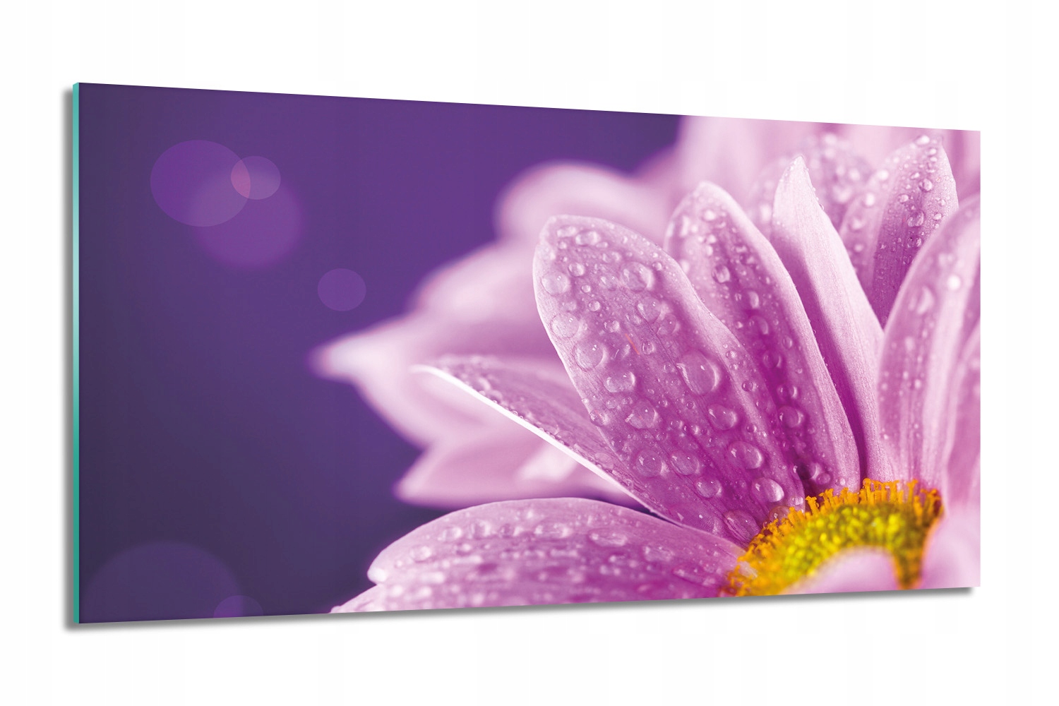 Stokrotka rosa kvet Sklenený obraz 100x60 grafika