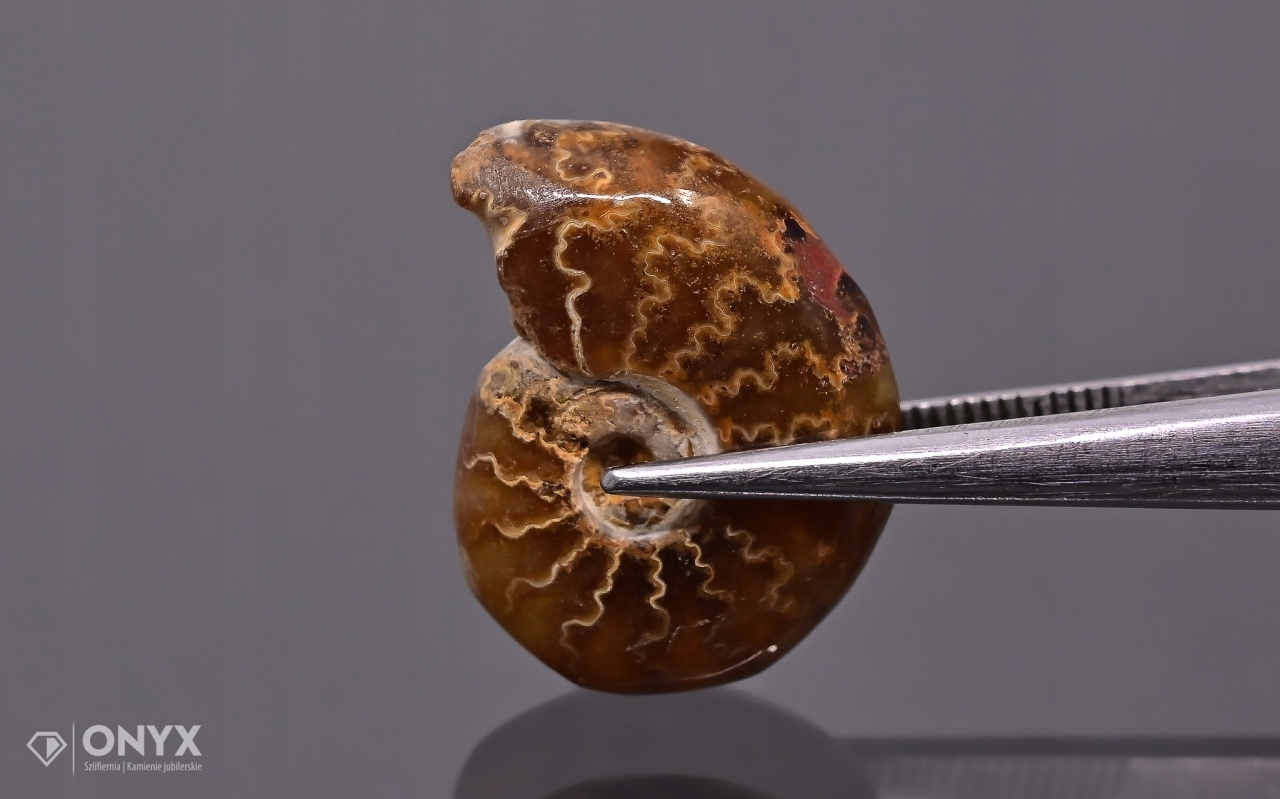 Amonit z Madagaskaru nepravidelný 17x13 mm