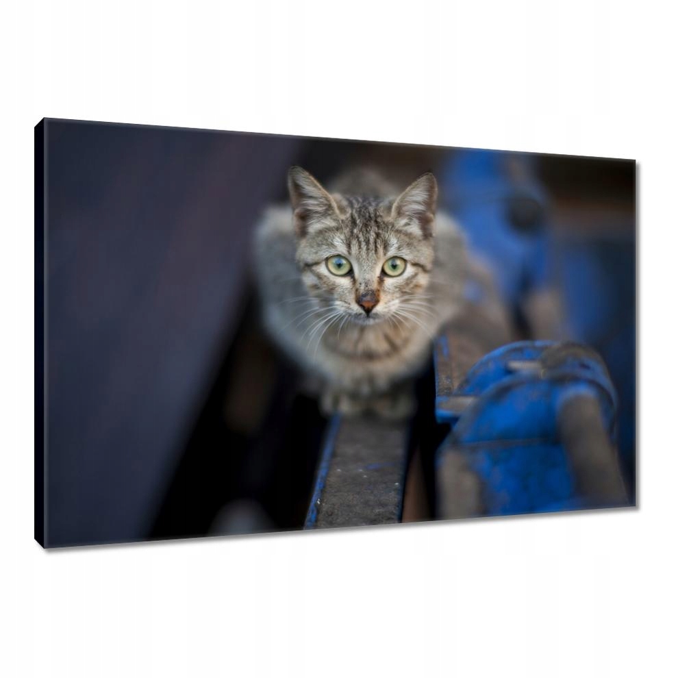 

Obrazy 120x80 Kot Kotek Kotki Kicia