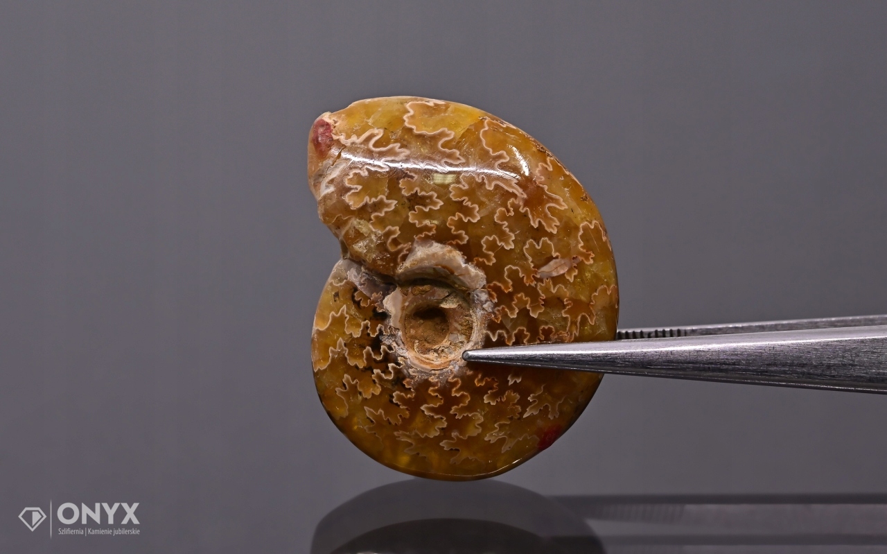 Amonit z Madagaskaru nepravidelný 26x21 mm