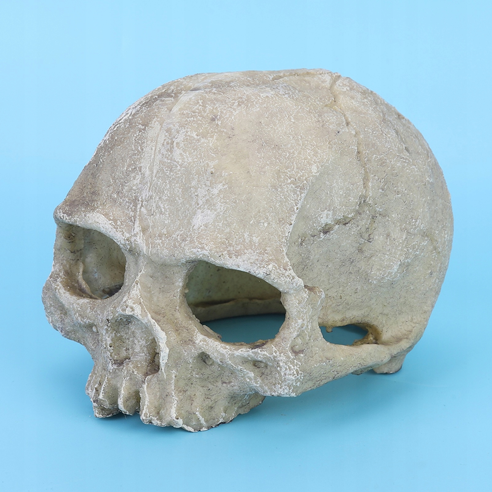 Hlava pryskyřice kost lebka socha pro ještěrku had pavouk skorpion 3U