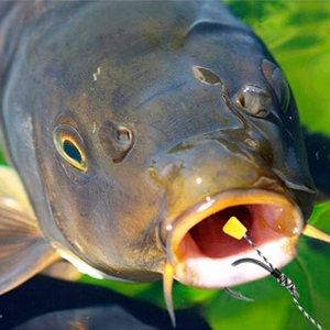 PRZYPONY KARPIOWE Z WŁOSEM PLECIONKA 0,16 HAK 4 Długość 25 cm