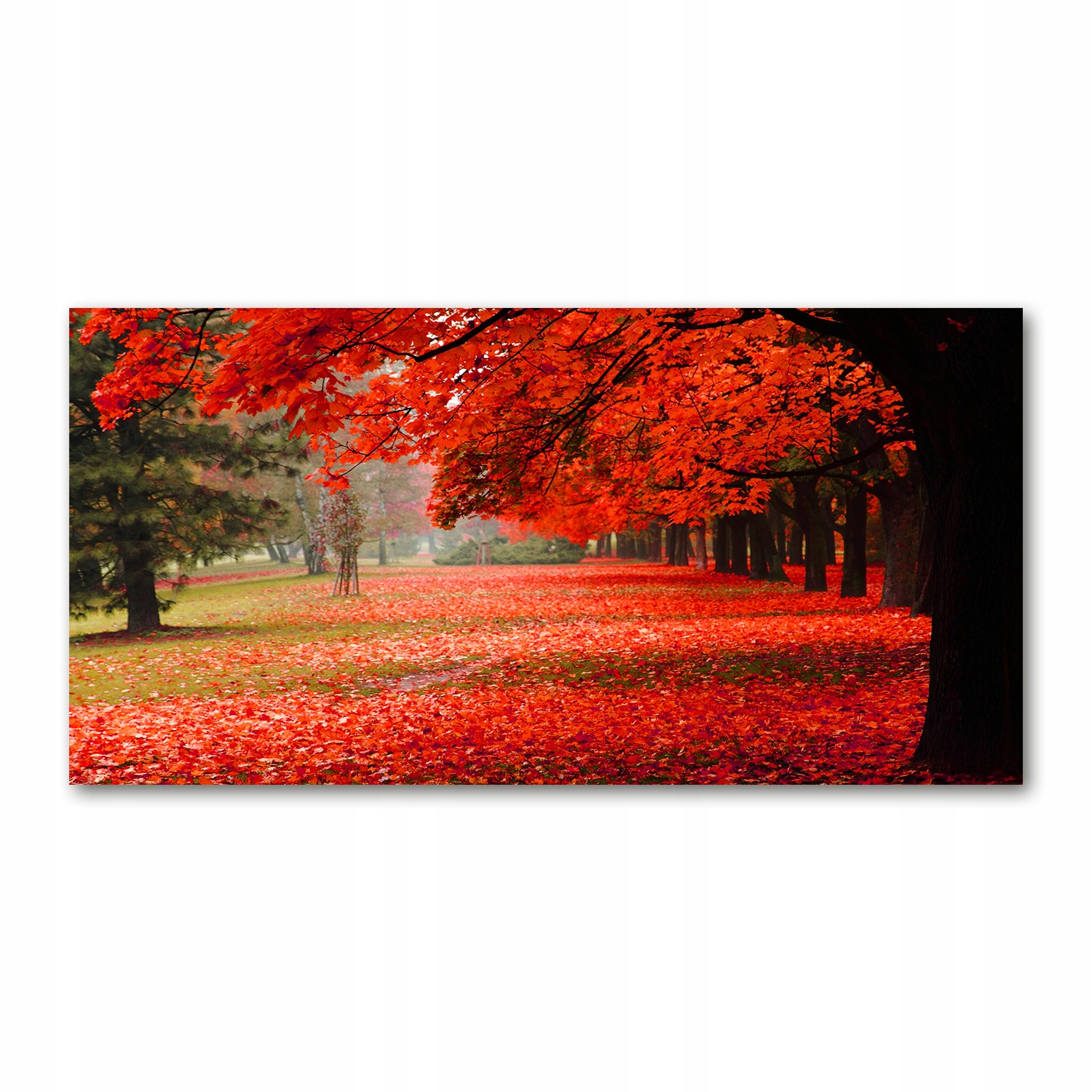 

Foto obraz akryl zdjęcie Drzewa jesienią 120X60 cm