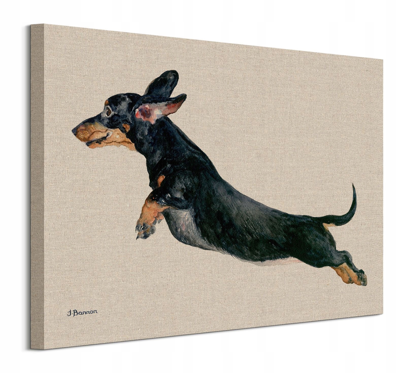 

Jane Bannon Czarny Jamnik Obraz płótno 50x40 cm