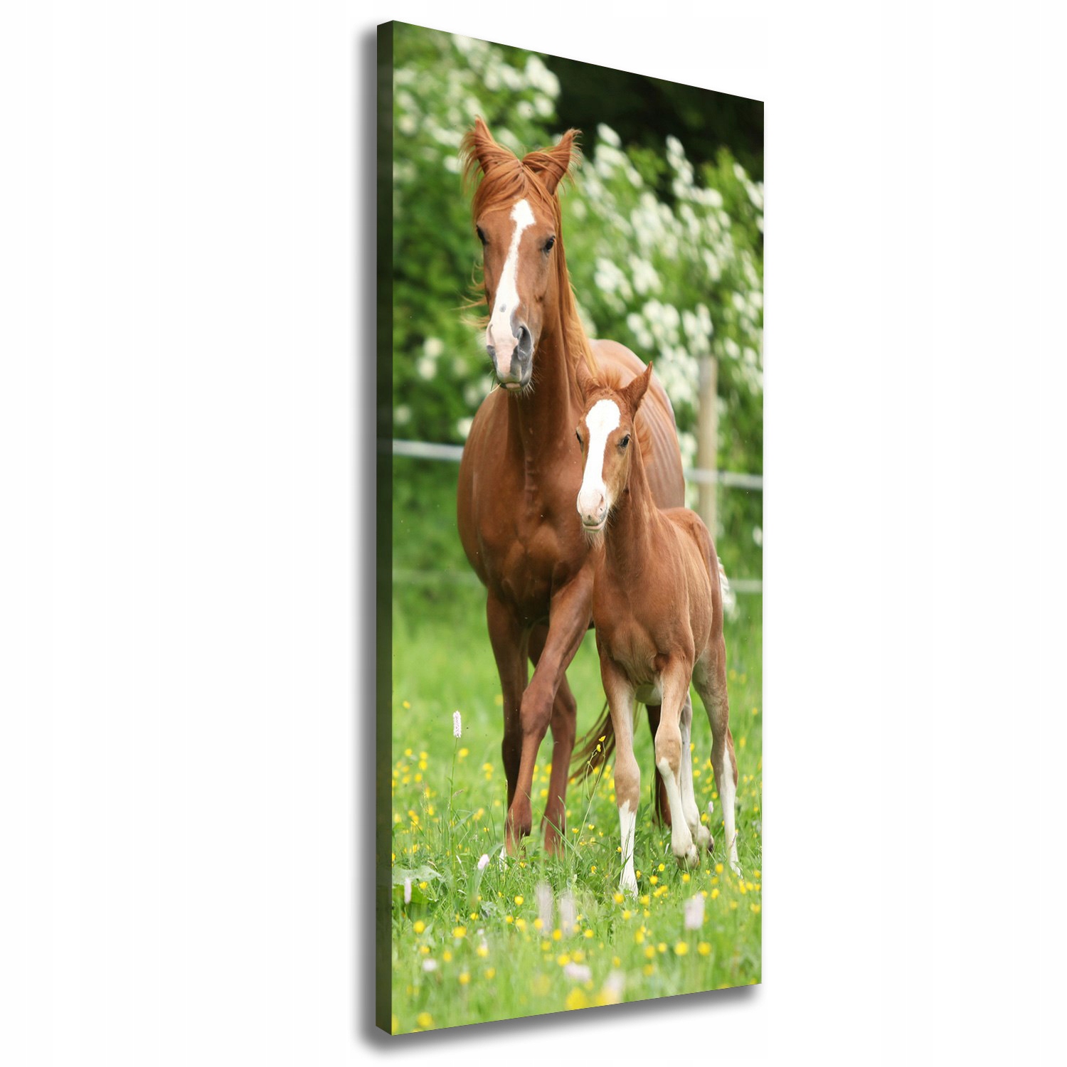 

Foto obraz na płótnie Klacz i źrebię 50x125 cm
