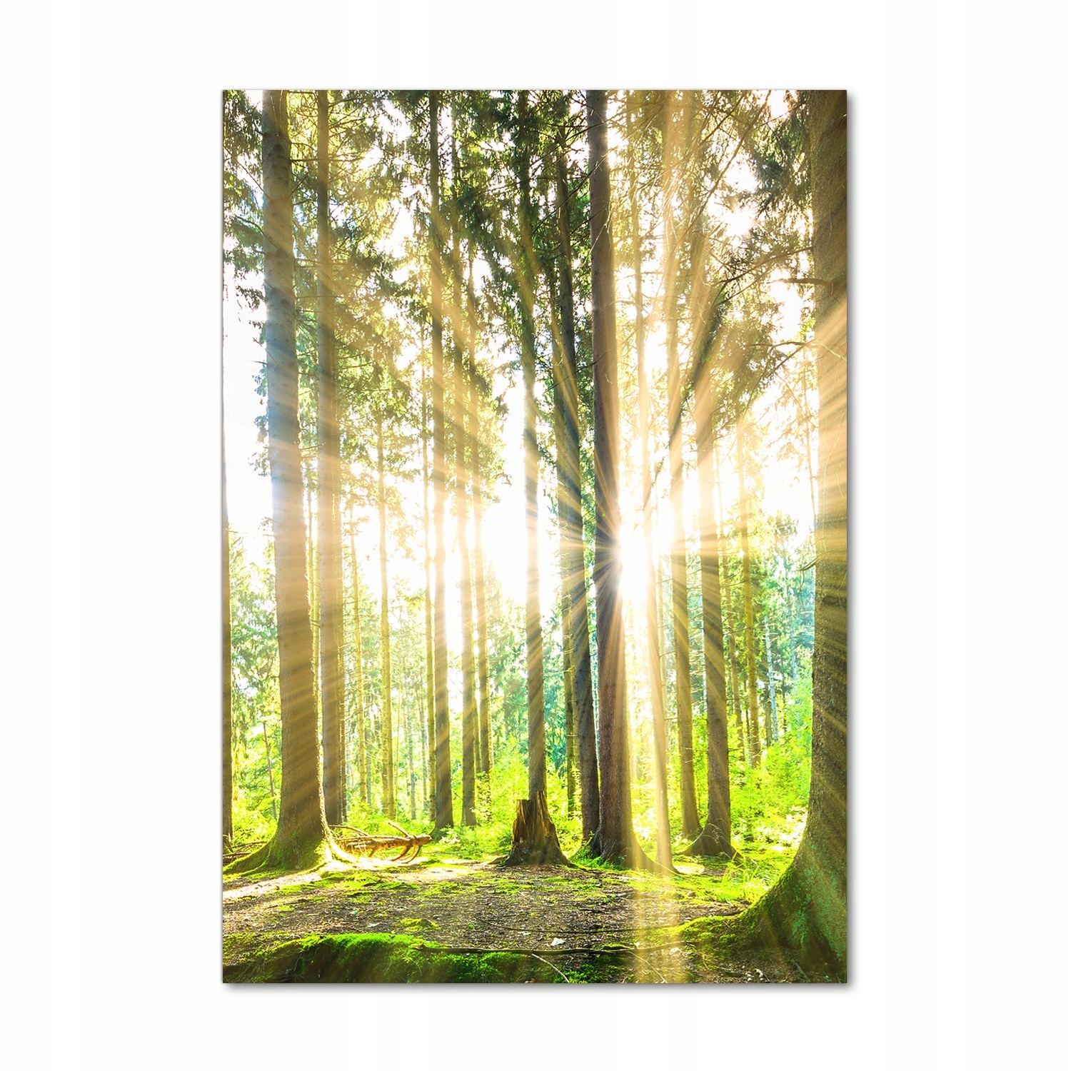 

Foto obraz akryl do salonu Słońce w lesie 70x100cm