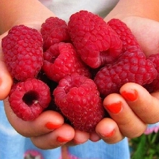 Малина РАННЯЯ ароматная малина ОГРОМНЫЕ ПЛОДЫ